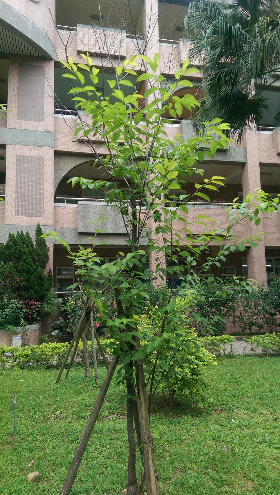 山櫻花，開新視窗
